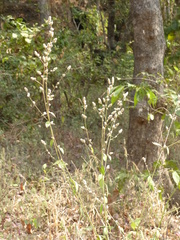Ouret sanguinolenta