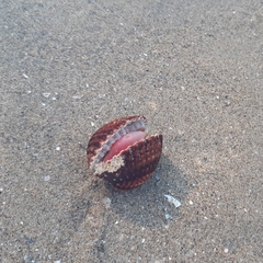 Acanthocardia tuberculata