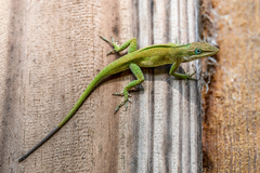 Anolis carolinensis