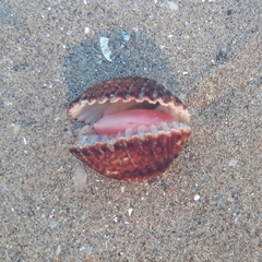 Acanthocardia tuberculata