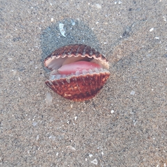 Acanthocardia tuberculata