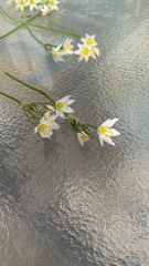 Nothoscordum bivalve