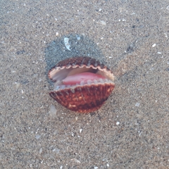 Acanthocardia tuberculata