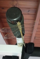 Rhionaeschna absoluta