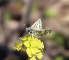 Burnsius communis