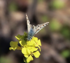 Burnsius communis