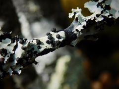 Tremella parmeliarum