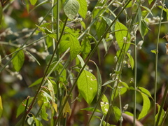 Ouret sanguinolenta