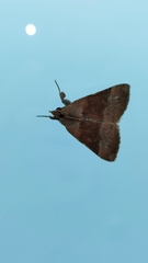 Avatha discolor