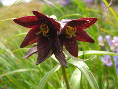 Fritillaria camschatcensis