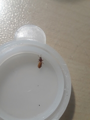 Clivina