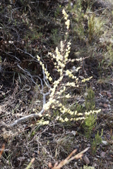 Asparagus rubicundus