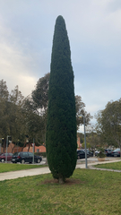 Cupressus sempervirens