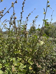 Hibiscus diversifolius