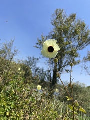 Hibiscus diversifolius
