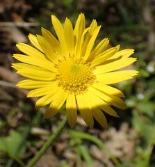 Doronicum caucasicum