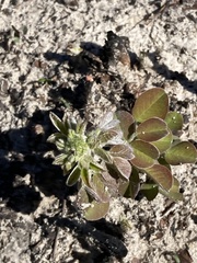 Lespedeza hirta