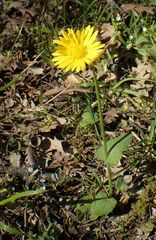 Doronicum caucasicum