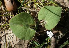 Doronicum caucasicum