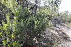 Colpoon compressum