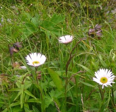 Fritillaria camschatcensis