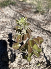Lespedeza hirta
