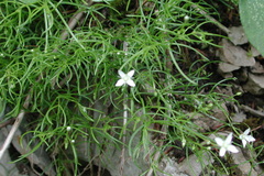 Moehringia muscosa