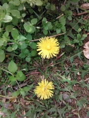 Taraxacum officinale
