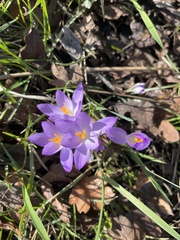 Crocus tommasinianus