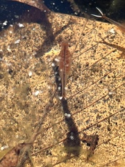 Eubranchipus vernalis