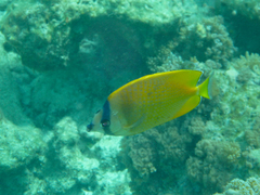 Chaetodon kleinii