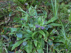 Pulmonaria longifolia