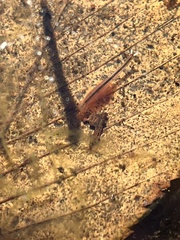 Eubranchipus vernalis