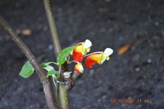 Impatiens niamniamensis