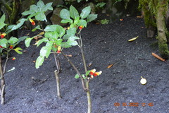 Impatiens niamniamensis