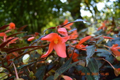 Begonia boliviensis