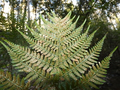 Dryopteris guanchica