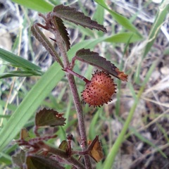 Ayenia compacta