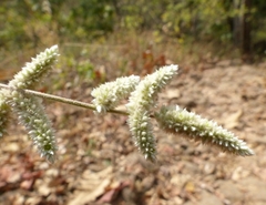 Ouret sanguinolenta