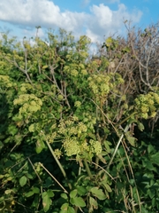 Smyrnium olusatrum