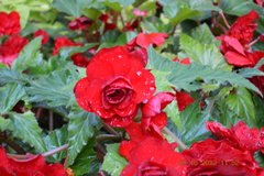 Begonia coccinea