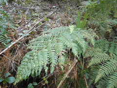 Dryopteris guanchica