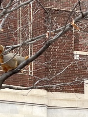 Sciurus niger