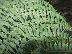 Dryopteris guanchica