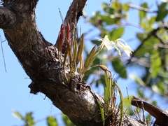 Brassavola nodosa