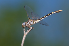 Progomphus obscurus