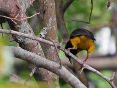 Ploceus bicolor bicolor