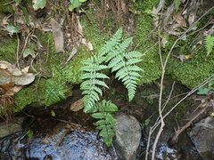 Dryopteris guanchica