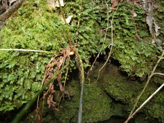 Dryopteris guanchica