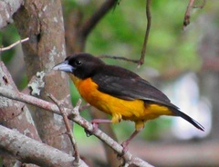 Ploceus bicolor bicolor